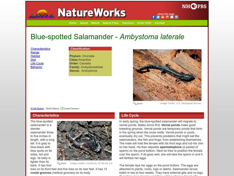 Nh Pbs: Nature Works: Blue Spotted Salamander Handout