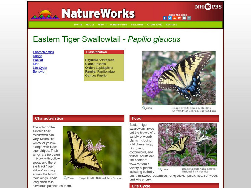 Nh Pbs: Nature Works: Eastern Tiger Swallowtail Handout Nh Pbs: Nature Works: Eastern Tiger Swallowtail Handout