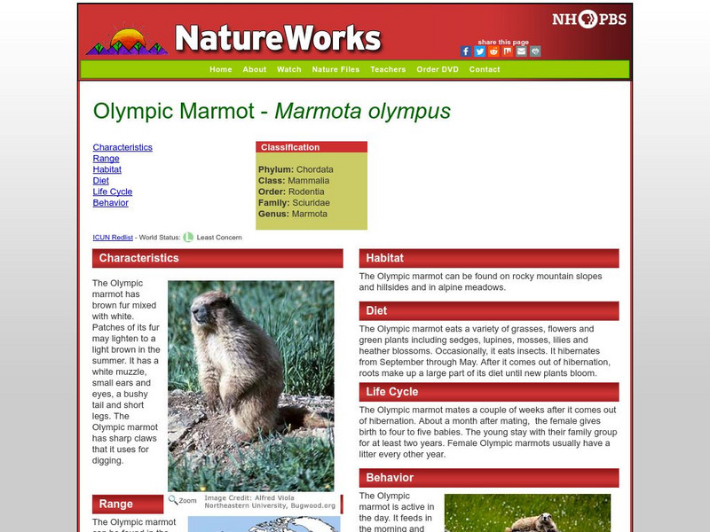 Nh Pbs: Nature Works: Olympic Marmot Handout Nh Pbs: Nature Works: Olympic Marmot Handout