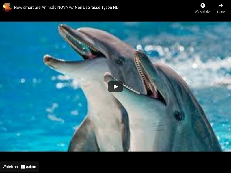 Pbs: Nova: How Smart Are Animals? Instructional Video