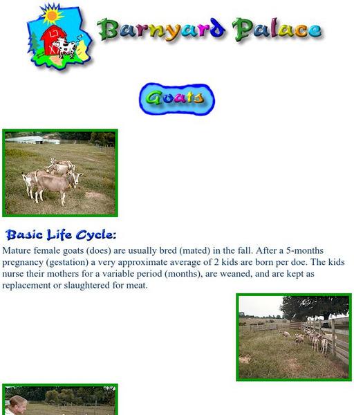 Barnyard Palace : Goats Activity Barnyard Palace : Goats Activity