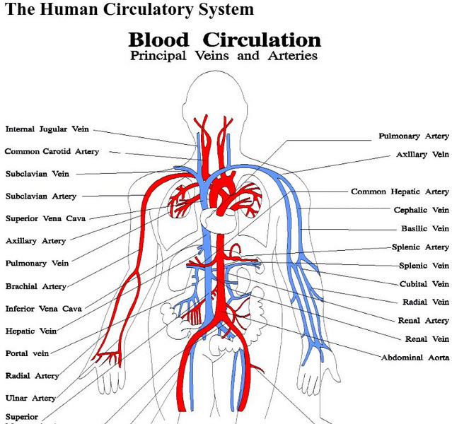 World Invisible: The Human Circulatory System: Blood Circulation Graphic World Invisible: The Human Circulatory System: Blood Circulation Graphic