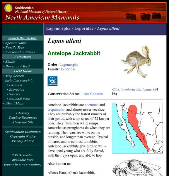 National Museum of Natural History: American Mammals: Antelope Jackrabbit Handout National Museum of Natural History: American Mammals: Antelope Jackrabbit Handout