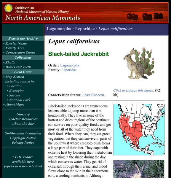 National Museum of Natural History: American Mammals: Black Tailed Jackrabbit Handout National Museum of Natural History: American Mammals: Black Tailed Jackrabbit Handout