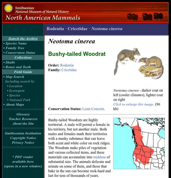 National Museum of Natural History: American Mammals: Bushy Tailed Woodrat Handout National Museum of Natural History: American Mammals: Bushy Tailed Woodrat Handout