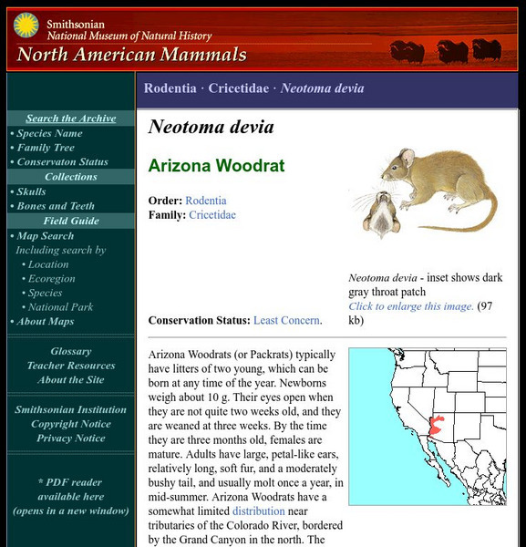 National Museum of Natural History: American Mammals: Arizona Woodrat Handout National Museum of Natural History: American Mammals: Arizona Woodrat Handout