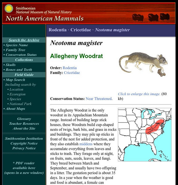 National Museum of Natural History: American Mammals: Allegheny Woodrat Handout National Museum of Natural History: American Mammals: Allegheny Woodrat Handout