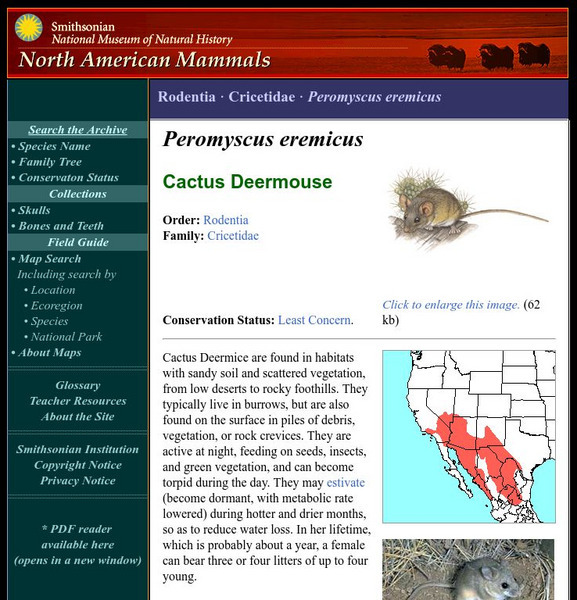 National Museum of Natural History: American Mammals: Cactus Deermouse Handout National Museum of Natural History: American Mammals: Cactus Deermouse Handout
