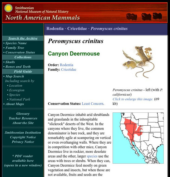 National Museum of Natural History: American Mammals: Canyon Deermouse Handout National Museum of Natural History: American Mammals: Canyon Deermouse Handout