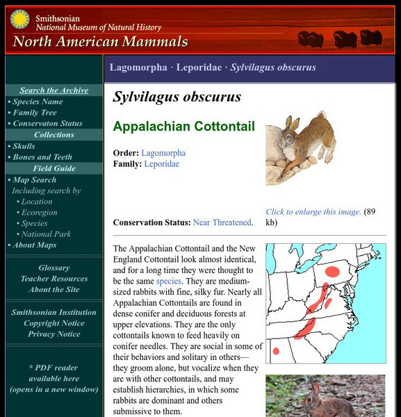 National Museum of Natural History: American Mammals: Appalachian Cottontail Handout National Museum of Natural History: American Mammals: Appalachian Cottontail Handout