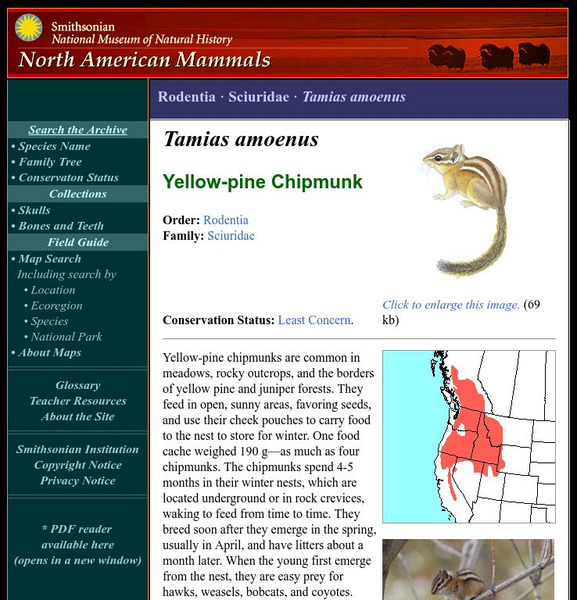 National Museum of Natural History: American Mammals: Yellow Pine Chipmunk Handout National Museum of Natural History: American Mammals: Yellow Pine Chipmunk Handout