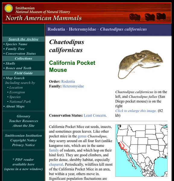 National Museum of Natural History: American Mammals: California Pocket Mouse Handout National Museum of Natural History: American Mammals: California Pocket Mouse Handout