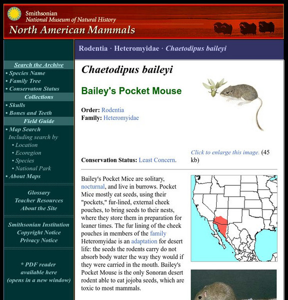 National Museum of Natural History: American Mammals: Bailey's Pocket Mouse Handout National Museum of Natural History: American Mammals: Bailey's Pocket Mouse Handout