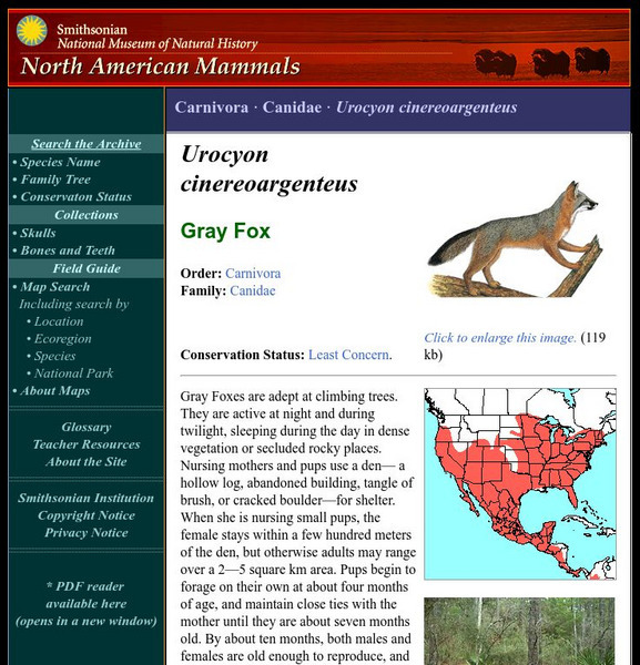 National Museum of Natural History: American Mammals: Common Gray Fox Handout National Museum of Natural History: American Mammals: Common Gray Fox Handout