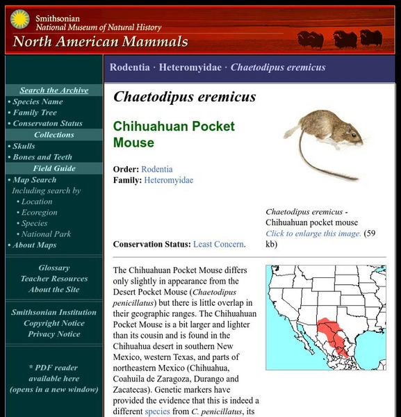 National Museum of Natural History: American Mammals: Chihuahuan Pocket Mouse Handout National Museum of Natural History: American Mammals: Chihuahuan Pocket Mouse Handout