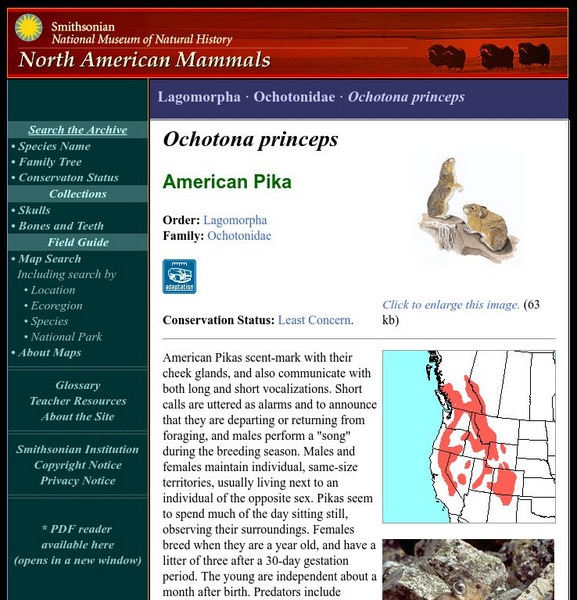 National Museum of Natural History: American Mammals: American Pika Handout National Museum of Natural History: American Mammals: American Pika Handout