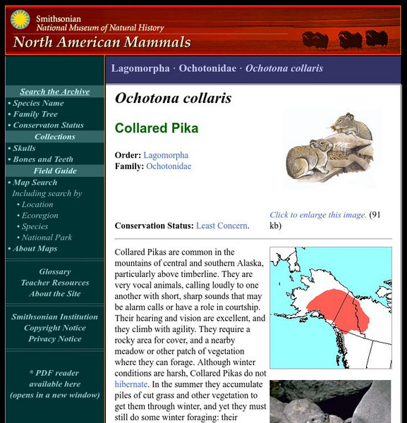 National Museum of Natural History: American Mammals: Collared Pika Handout National Museum of Natural History: American Mammals: Collared Pika Handout