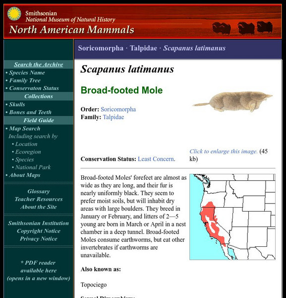 National Museum of Natural History: American Mammals: Broad Footed Mole Handout National Museum of Natural History: American Mammals: Broad Footed Mole Handout