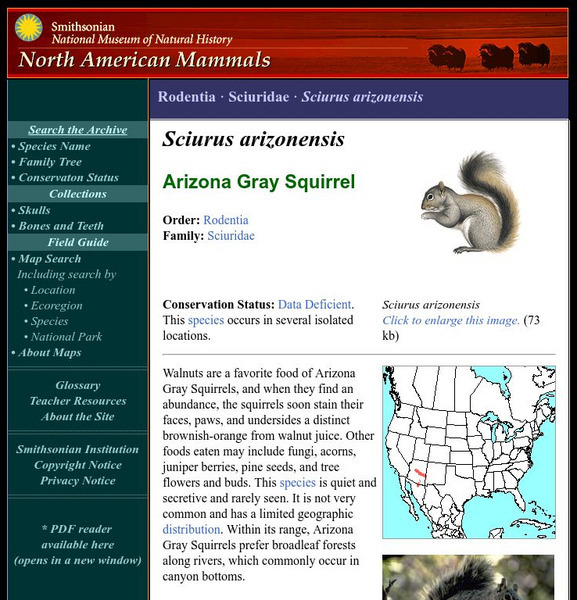 National Museum of Natural History: American Mammals: Arizona Gray Squirrel Handout National Museum of Natural History: American Mammals: Arizona Gray Squirrel Handout