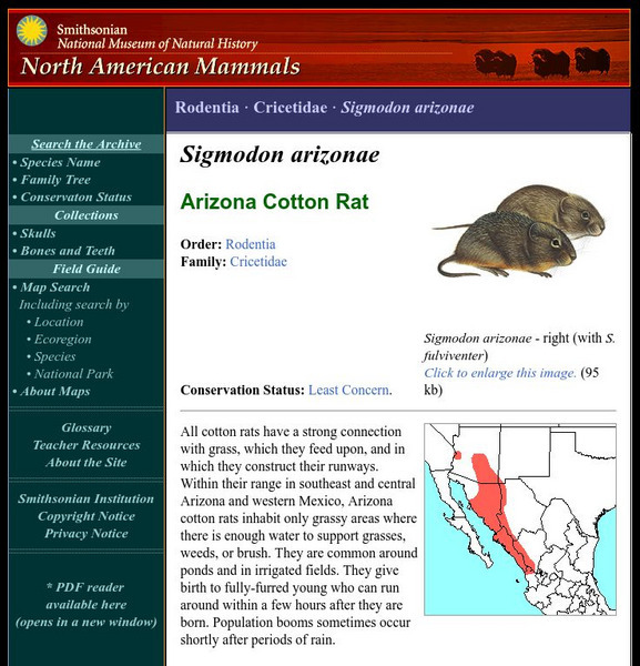 National Museum of Natural History: American Mammals: Arizona Cotton Rat Handout National Museum of Natural History: American Mammals: Arizona Cotton Rat Handout