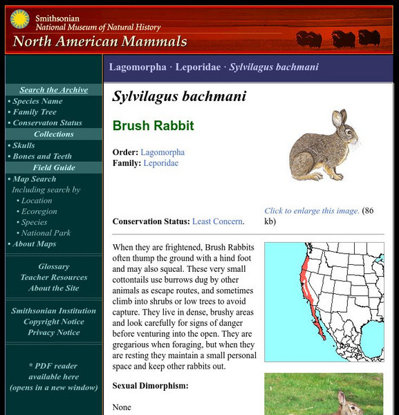National Museum of Natural History: American Mammals: Brush Rabbit Handout National Museum of Natural History: American Mammals: Brush Rabbit Handout