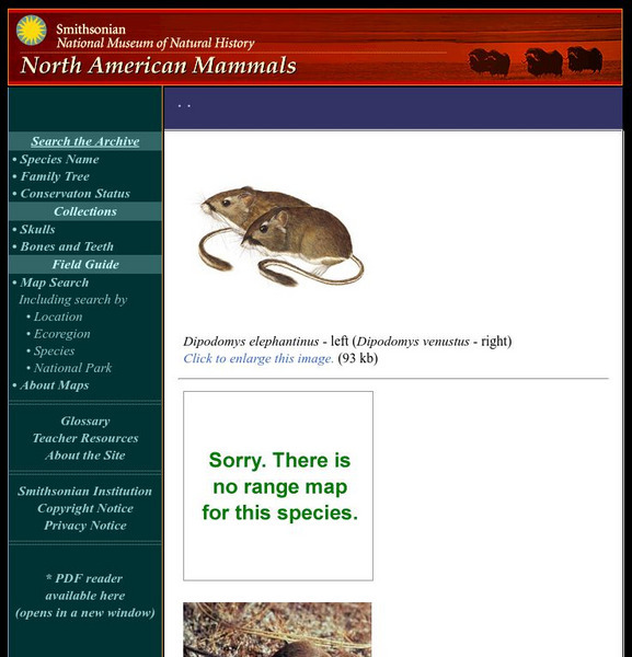 National Museum of Natural History: American Mammals: Big Eared Kangaroo Rat Handout National Museum of Natural History: American Mammals: Big Eared Kangaroo Rat Handout