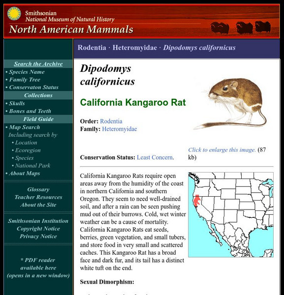 National Museum of Natural History: American Mammals: California Kangaroo Rat Handout National Museum of Natural History: American Mammals: California Kangaroo Rat Handout