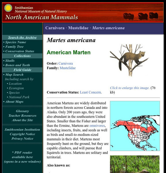 National Museum of Natural History: American Mammals: American Marten Handout National Museum of Natural History: American Mammals: American Marten Handout