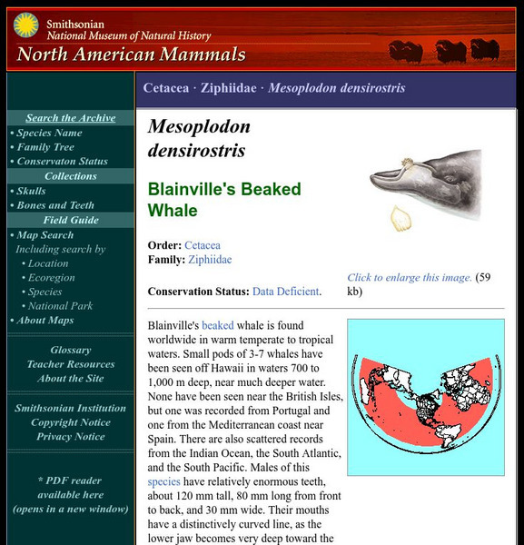 National Museum of Natural History: American Mammals: Blainville's Beaked Whale Handout National Museum of Natural History: American Mammals: Blainville's Beaked Whale Handout