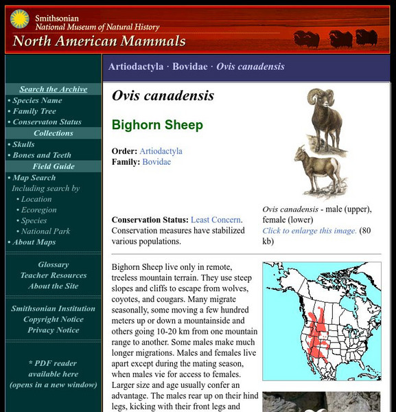 National Museum of Natural History: American Mammals: Bighorn Sheep Handout National Museum of Natural History: American Mammals: Bighorn Sheep Handout