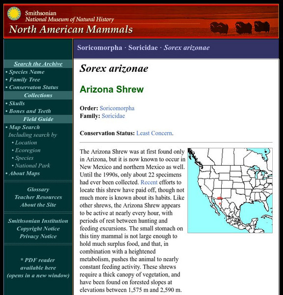 National Museum of Natural History: American Mammals: Arizona Shrew Handout National Museum of Natural History: American Mammals: Arizona Shrew Handout