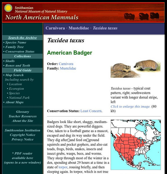 National Museum of Natural History: American Mammals: American Badger Handout National Museum of Natural History: American Mammals: American Badger Handout