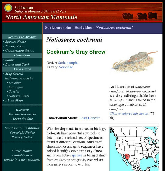 National Museum of Natural History: American Mammals: Cockrum's Gray Shrew Handout National Museum of Natural History: American Mammals: Cockrum's Gray Shrew Handout