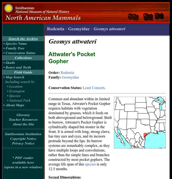 National Museum of Natural History: American Mammals: Attwater's Pocket Gopher Handout National Museum of Natural History: American Mammals: Attwater's Pocket Gopher Handout