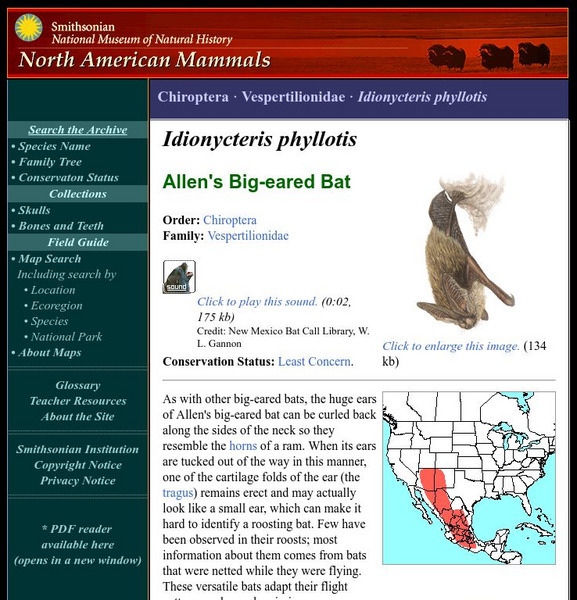 National Museum of Natural History: American Mammals: Allen's Big Eared Bat Handout National Museum of Natural History: American Mammals: Allen's Big Eared Bat Handout