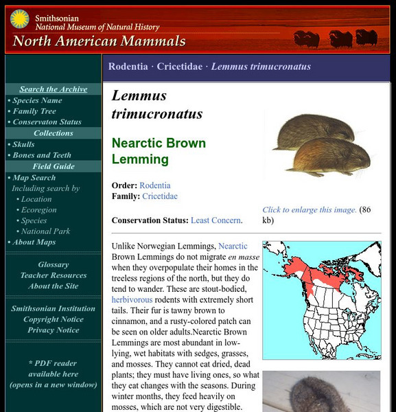 National Museum of Natural History: American Mammals: Brown Lemming Handout National Museum of Natural History: American Mammals: Brown Lemming Handout
