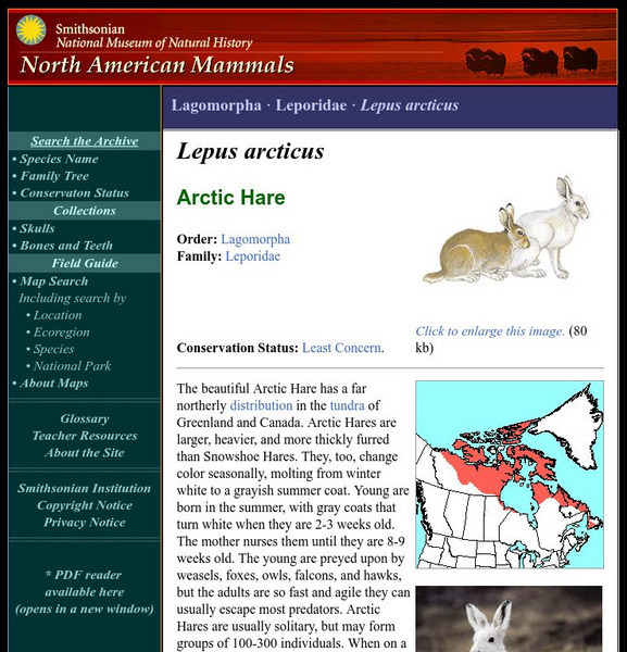 National Museum of Natural History: American Mammals: Arctic Hare Handout National Museum of Natural History: American Mammals: Arctic Hare Handout