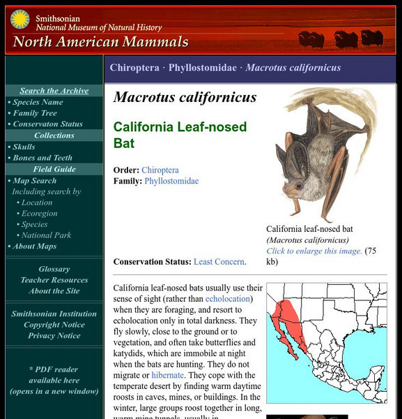 National Museum of Natural History: American Mammals: California Leaf Nosed Bat Handout National Museum of Natural History: American Mammals: California Leaf Nosed Bat Handout