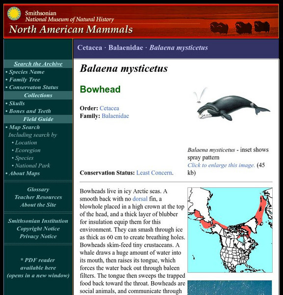 National Museum of Natural History: American Mammals: Bowhead Whale Handout National Museum of Natural History: American Mammals: Bowhead Whale Handout