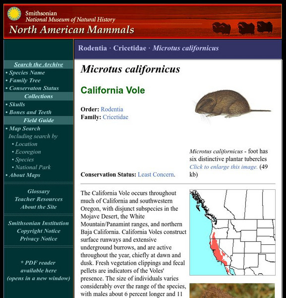 National Museum of Natural History: American Mammals: California Vole Handout National Museum of Natural History: American Mammals: California Vole Handout