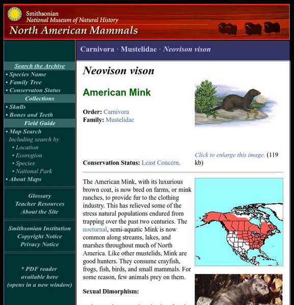 National Museum of Natural History: American Mammals: American Mink Handout National Museum of Natural History: American Mammals: American Mink Handout