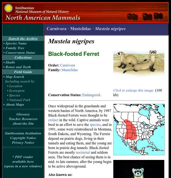 National Museum of Natural History: American Mammals: Black Footed Ferret Handout National Museum of Natural History: American Mammals: Black Footed Ferret Handout
