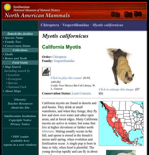 National Museum of Natural History: American Mammals: California Myotis Handout National Museum of Natural History: American Mammals: California Myotis Handout