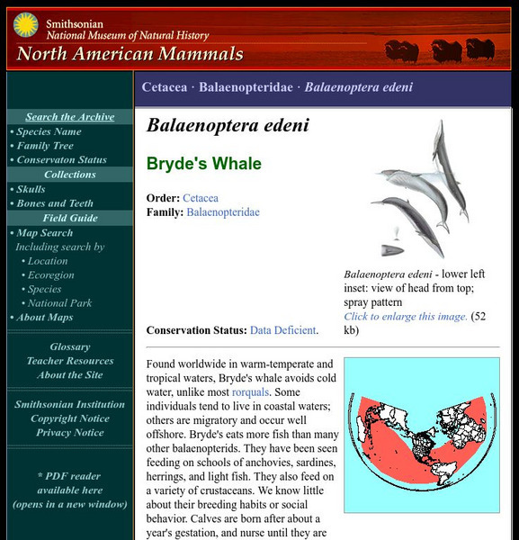 National Museum of Natural History: American Mammals: Bryde's Whale Handout National Museum of Natural History: American Mammals: Bryde's Whale Handout