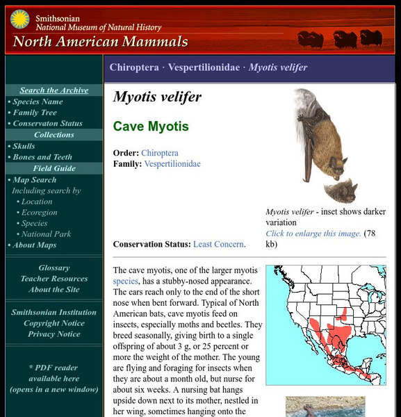 National Museum of Natural History: American Mammals: Cave Myotis Handout National Museum of Natural History: American Mammals: Cave Myotis Handout