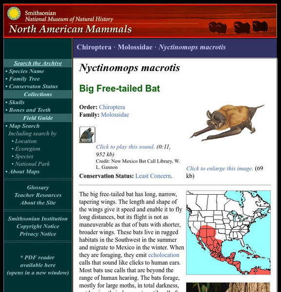 National Museum of Natural History: American Mammals: Big Free Tailed Bat Handout National Museum of Natural History: American Mammals: Big Free Tailed Bat Handout