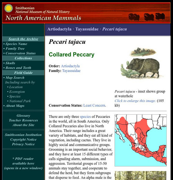 National Museum of Natural History: American Mammals: Collared Peccary Handout National Museum of Natural History: American Mammals: Collared Peccary Handout