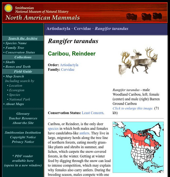 National Museum of Natural History: American Mammals: Caribou Handout National Museum of Natural History: American Mammals: Caribou Handout