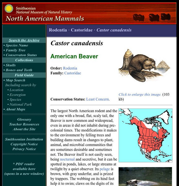 National Museum of Natural History: American Mammals: American Beaver Handout National Museum of Natural History: American Mammals: American Beaver Handout
