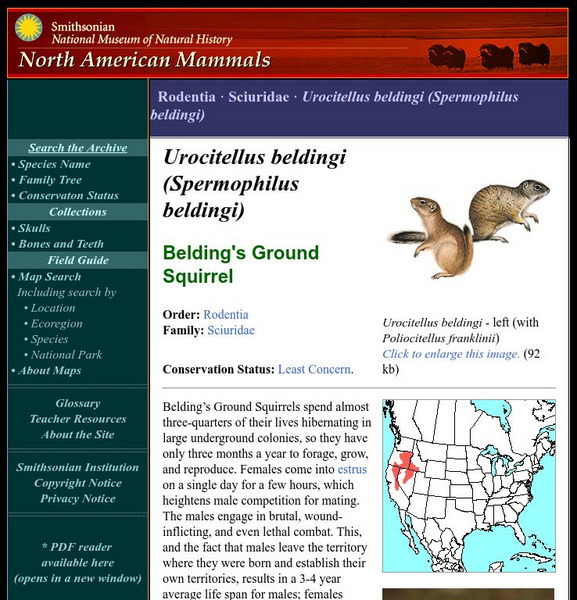 National Museum of Natural History: American Mammals: Belding's Ground Squirrel Handout National Museum of Natural History: American Mammals: Belding's Ground Squirrel Handout